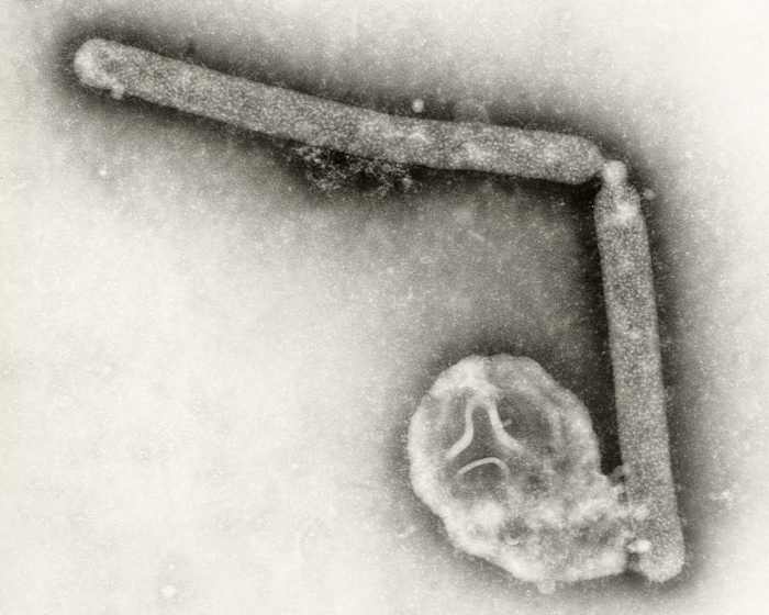 Brazilië bevestigt zijn eerste uitbraak van vogelgriep in een commercieel pluimveeboerderij