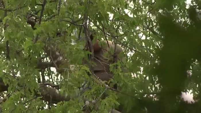 Buren verbluft door het zicht van de mens die zich in boom verstopt om te ontsnappen aan ijsagenten