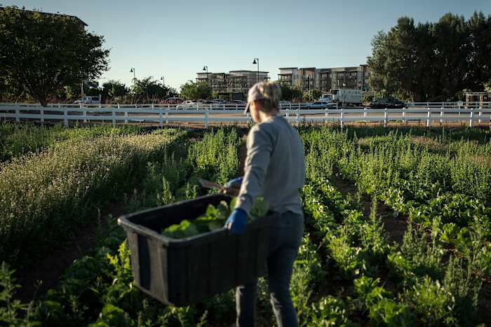 Een klein beetje boerderij, een beetje buitenwijken: dat is het recept voor Agritopia