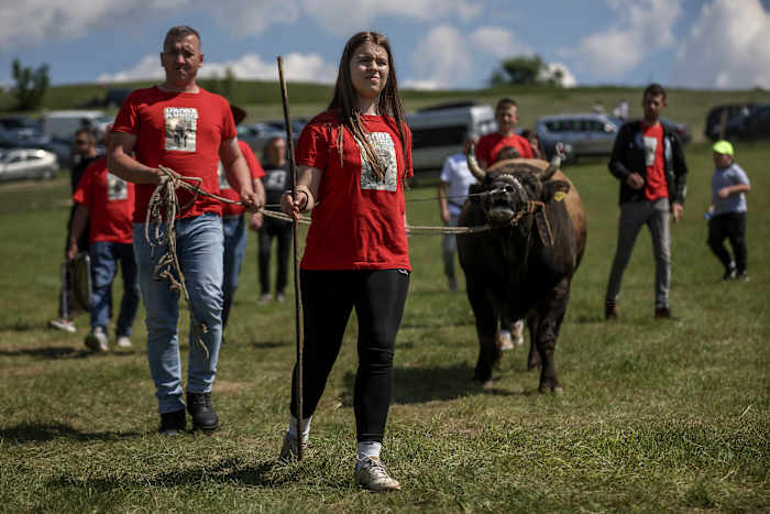 Een tiener stierenvechtende liefhebber viert overwinningen in Bosnia