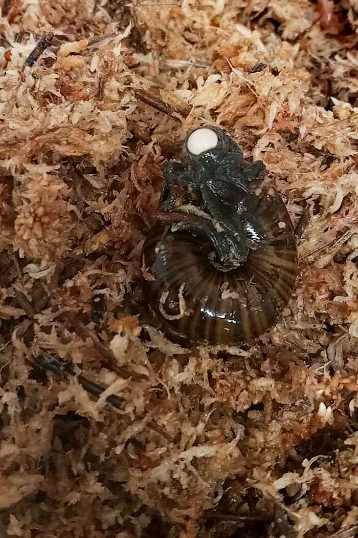 Een zeldzame Nieuw -Zeelandse slak wordt voor het eerst gefilmd om een ​​ei uit zijn nek te leggen