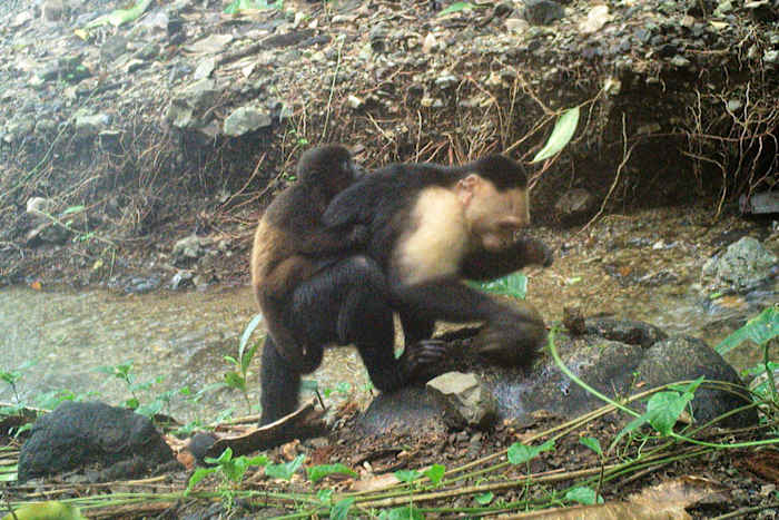 Gevangen op de camera, Capuchin Monkeys Kidnap Howler Monkey Babies