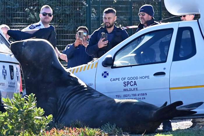 'Hoe ben je hier gekomen?' Een groot olifantenafdichting wordt aangetroffen langs een Zuid -Afrikaanse straat