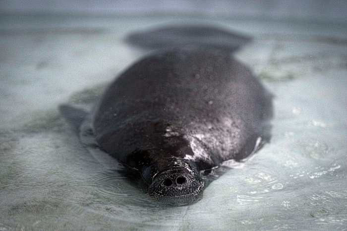 Hope drijft in de Amazon als Bacuri, een jonge manatee, vecht om te overleven