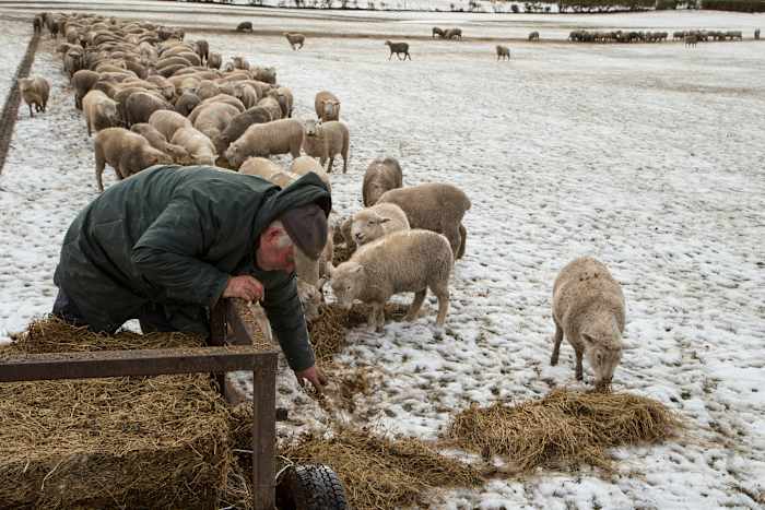 Ja, Nieuw -Zeeland heeft nog steeds meer schapen dan mensen. Maar mensen zijn inhalen