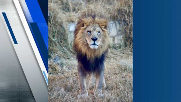 Lion in San Antonio Zoo komt in hospice care, Zoo zegt