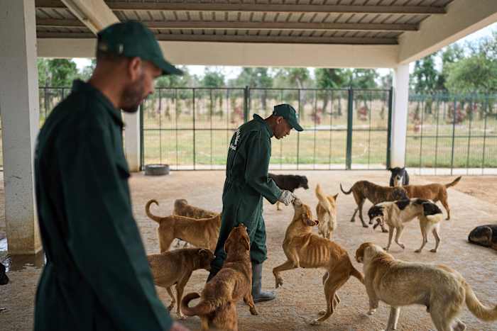 Marokko onthult beleid dat het hoopt de zorg en het beheer van zwerfhonden te versterken
