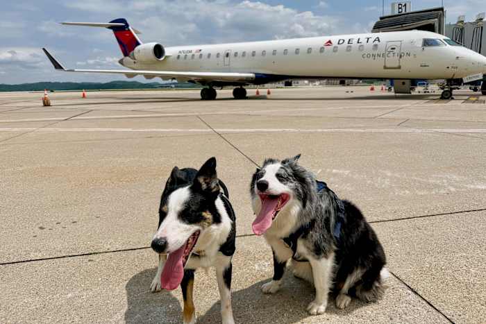 Ontmoet Hercules en Ned, de Border Collies die de natuur op de drukste luchthaven van West Virginia afweren