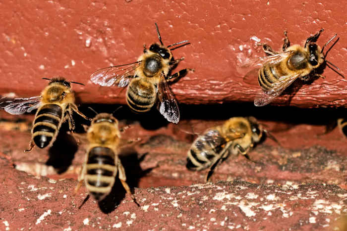 Op 'World Bee Day' leken de bijen geen last van. Ze zouden moeten zijn