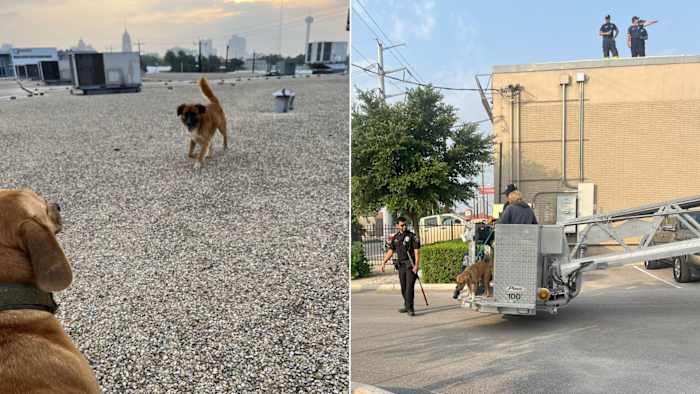 Puppy's gered na het springen van I-35 viaduct op het dak van Downtown Dog Daycare