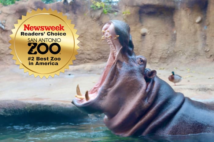 San Antonio Zoo stemde op de tweede beste dierentuin in de Newsweek -wedstrijd