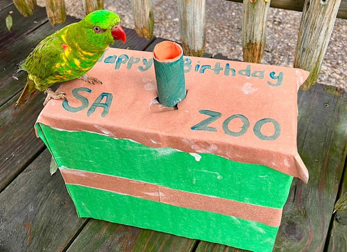 San Antonio Zoo viert 111e verjaardag met cupcakes, live muziek