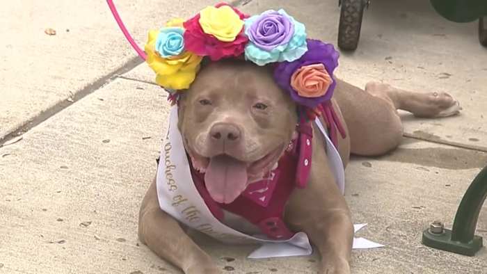 San Antonio huisdieren levend! Hosts Free 'Paws in the Park' -evenement