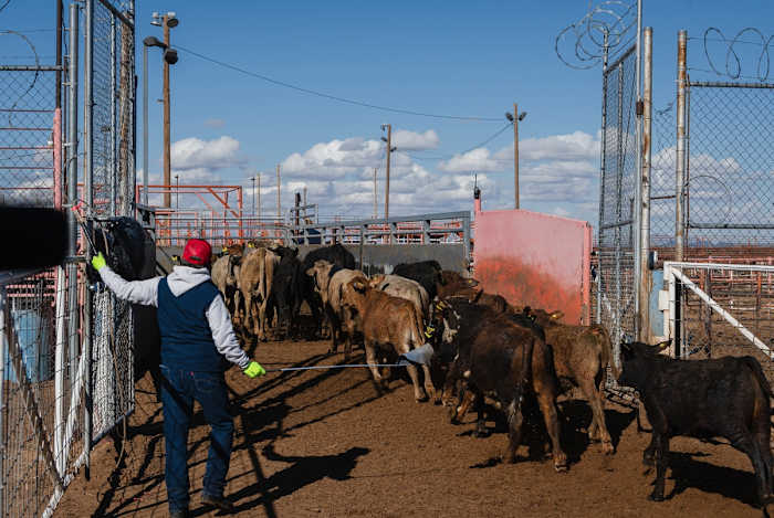 Texas beugels voor een dreigende schroefwormplaag, een bedreiging voor de vee -industrie van de staat