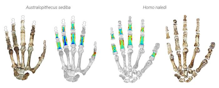 Vroege menselijke voorouders gebruikten hun handen om zowel bomen te beklimmen als gereedschap, nieuwe studie toont