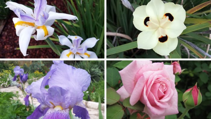 Word betaald voor wachten om deze zomer te planten met een nieuw zagenprogramma