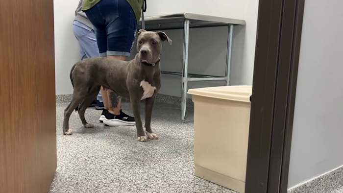 2 Nieuwe castry- en onzijdige klinieken open voor het aanpakken van zwerfdiercrisis in San Antonio