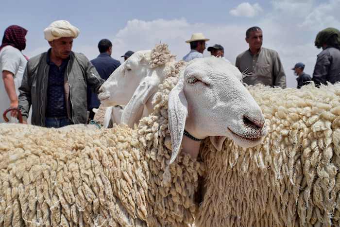 Droogte, stijgende prijzen en afnemende kuddes ondermijnen dit jaar Eid al-Adha in Noord-Afrika