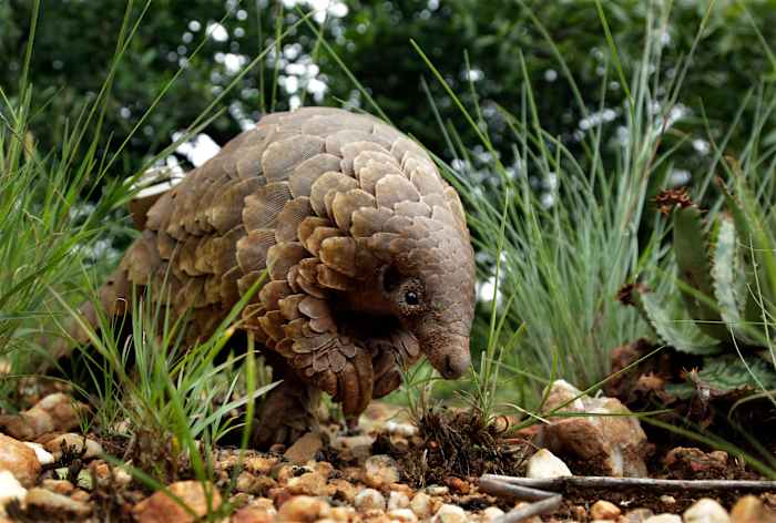 Het meest verhandelde zoogdier ter wereld is de Pangolin. Amerikaanse functionarissen zeggen dat het een bedreigde soort is