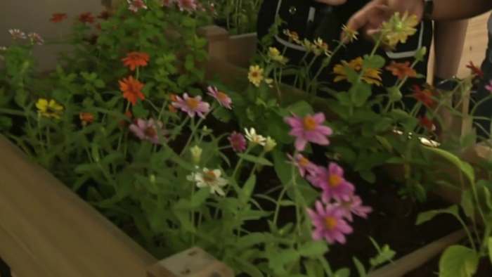 Inclusieve tuinieren staat wortel in San Antonio met nieuw project