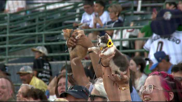 Katten stelen de show in Wolff Stadium als San Antonio Missions achtervolgen play -offs