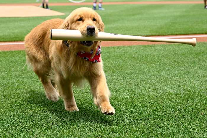 Nationals 'Bat-Reclinging Dog Bruce trekt de aandacht van het pregame op, maakt MLB-debuut