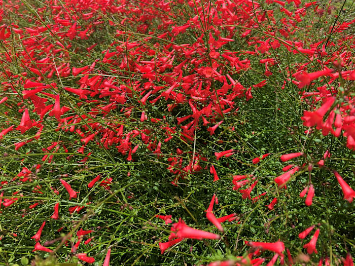 Nieuwe Texas A&M studie onthult dat planten kunnen helpen bij het herstellen van stress