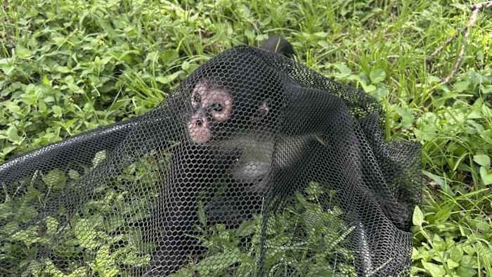 Noordwestzijde -eigenaar van Spider Monkey getroffen met criminele citaten, zegt Animal Care Services