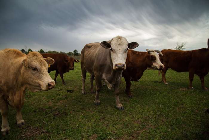 Regering Greg Abbott bestelt preventieve aanval op schroefworm in Texas