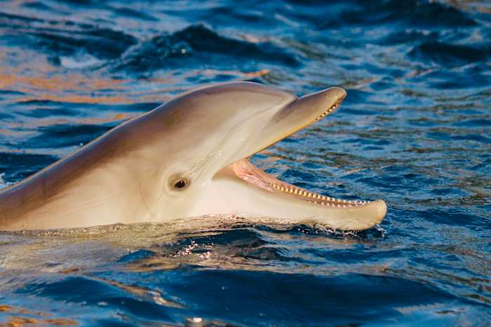 SeaWorld San Antonio brengt deze zomer vroege stijgingstijden op geselecteerde dagen terug op geselecteerde dagen