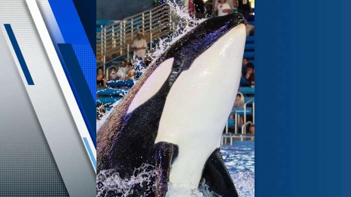 SeaWorld San Antonio treurt verlies van Kamea de orka