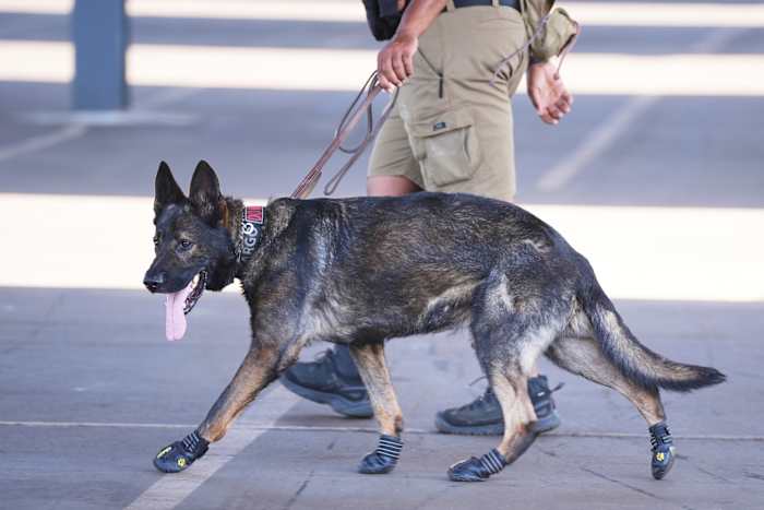 Sommige sniffer honden in het club Wereldbeker uitgerust met laarsjes om hun poten tegen de hitte te beschermen
