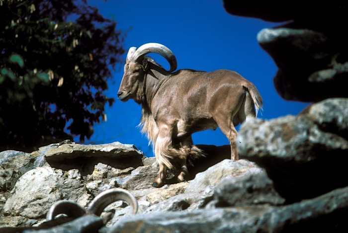 Texas legaliseert schietinvasieve schapen uit een helikopter voor sport