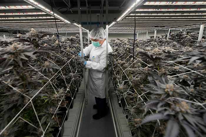 Thailand verbiedt de verkoop van cannabis zonder recriminalisering zonder recriminalisering