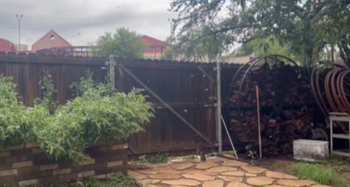 Wat zijn die zwermen vliegende insecten na een regenbui?