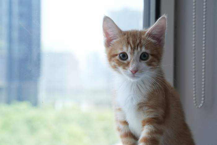 Welkom bij het kittenseizoen, wanneer dierenaselen alle hulp nodig hebben die ze kunnen krijgen