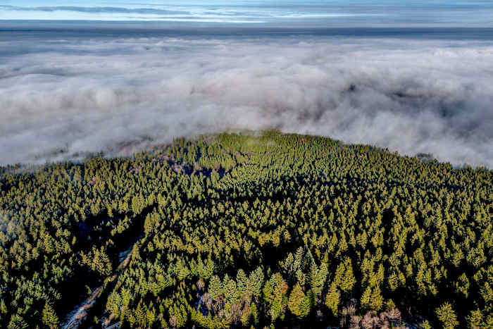 Wilt u bomen planten om fossiele brandstoffen te compenseren? Je hebt alle noord- en Midden- en Midden -Amerika nodig, onderzoeks vinden