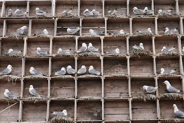 Arctische vogelaars bestrijden de impact van klimaatverandering en vogelgriep op delicaat ecosysteem