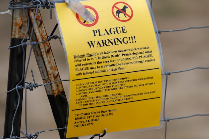 De inwoner van Noord -Arizona sterft uit pest