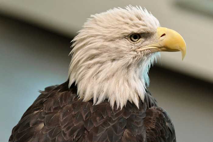 De nieuwe status van Bald Eagle als de officiële Amerikaanse vogel brengt trots en hoop aan veel indianen