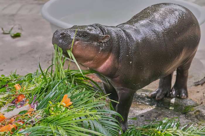 Duizenden vieren Baby Hippo Moo Deng's eerste verjaardag in Thailand Zoo