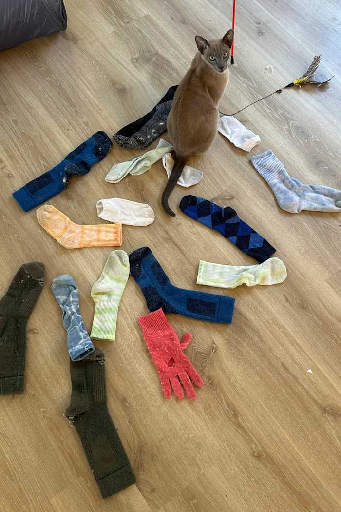 Een kat genaamd Leonardo Da Pinchy wil je genegenheid niet. Hij wil je ondergoed stelen