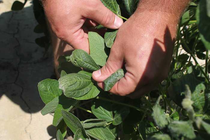 Het Environmental Protection Agency wil de wietmoordenaar Dicamba terugbrengen