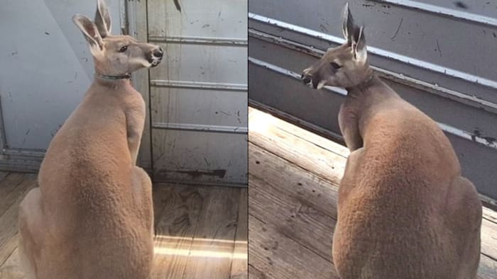 Kind bit door vaders huisdier kangoeroe in verre noordwestkant thuis, zegt ACS