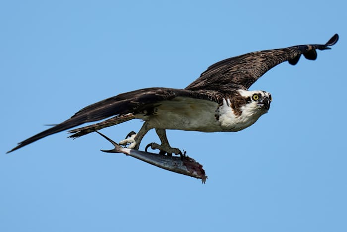 Osprey kwam ooit terug uit de rand. Nu sterven kuikens in nesten, en sommige schuld overbevissing