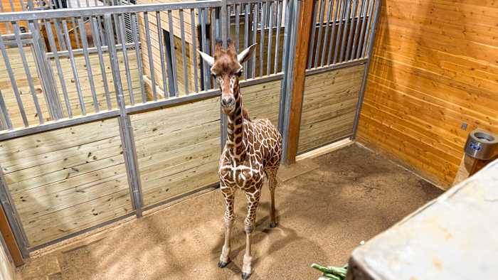 San Antonio Zoo verwelkomt 1-jarige giraf in zijn Naylor Savanna-habitat