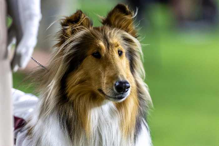Texas A&M's Collie Mascot Reveille X heeft oog verwijderd na glaucoomdiagnose