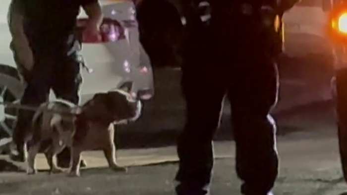 Vrouw sterft nadat ze meerdere keren door haar hond is gebeten, zegt Animal Care Services