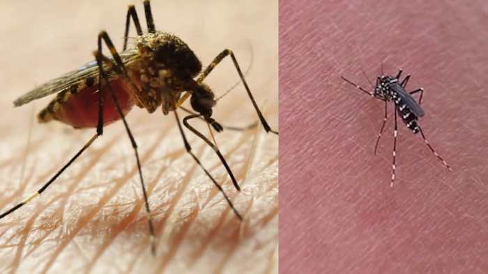 Waarom kiezen muggen voor jou? Hier zijn enkele antwoorden