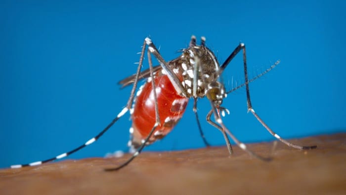 West -Nijlvirusgeval gedetecteerd in Hays County; Eerste 2025 Human Case in County